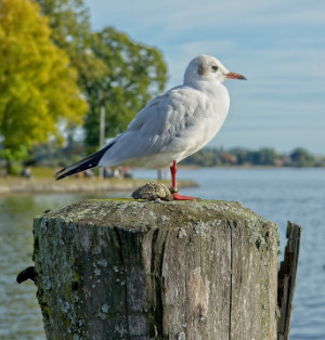 Möwe auf einem Holzpoller, im Hintergrund der Chiemsee.